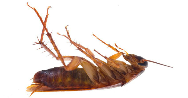 Tired of Roaches? Discover the Best Cockroach Pest Control Solutions for Australian Homes