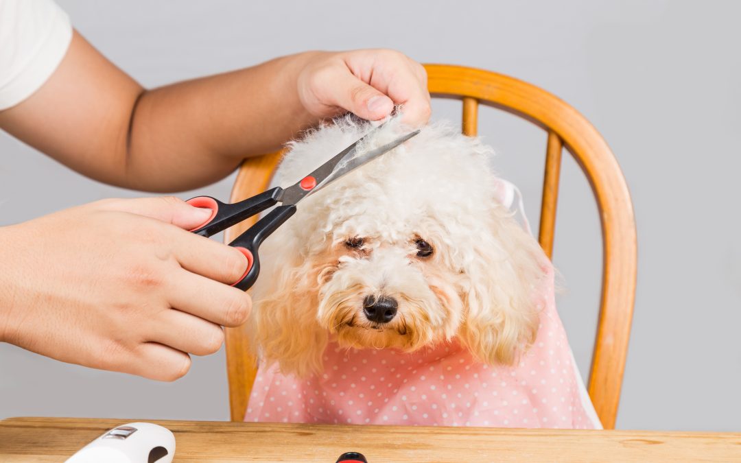 Trust Vet Liverpool for Expert Pet Care Services
